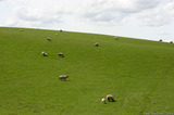 Sheep In Field A8V9997